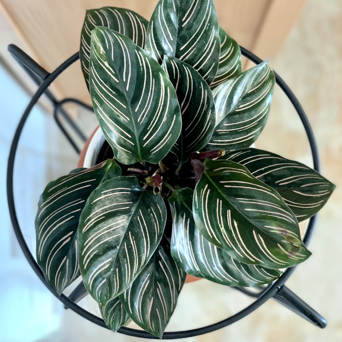Photo of the plant species Pinstripe Calathea by @calpagnano named Calathea ornata on Greg, the plant care app