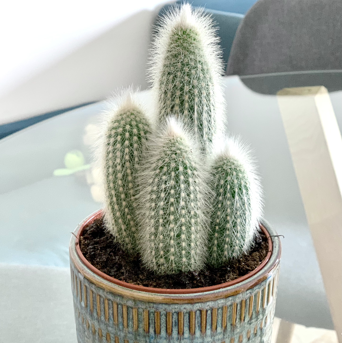 Photo of the plant species Silver Torch Cactus by @calpagnano named Cleistocactus strausii on Greg, the plant care app