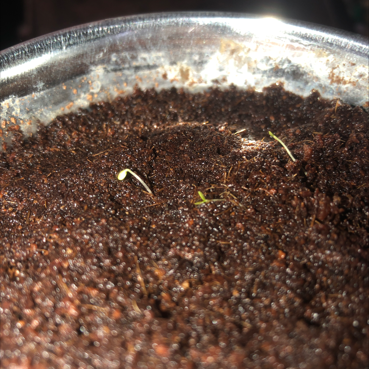 Close-up of a pot with soil and small strawberry seedlings emerging.