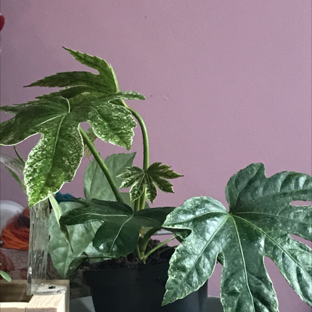 Fatsia Plant plant photo by @714eve named josh on Greg, the plant care app.
