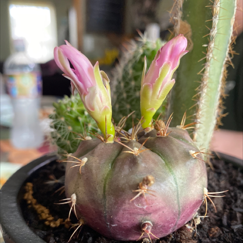 Sonora Barrel cactus with two pink flowers, healthy appearance, visible soil.