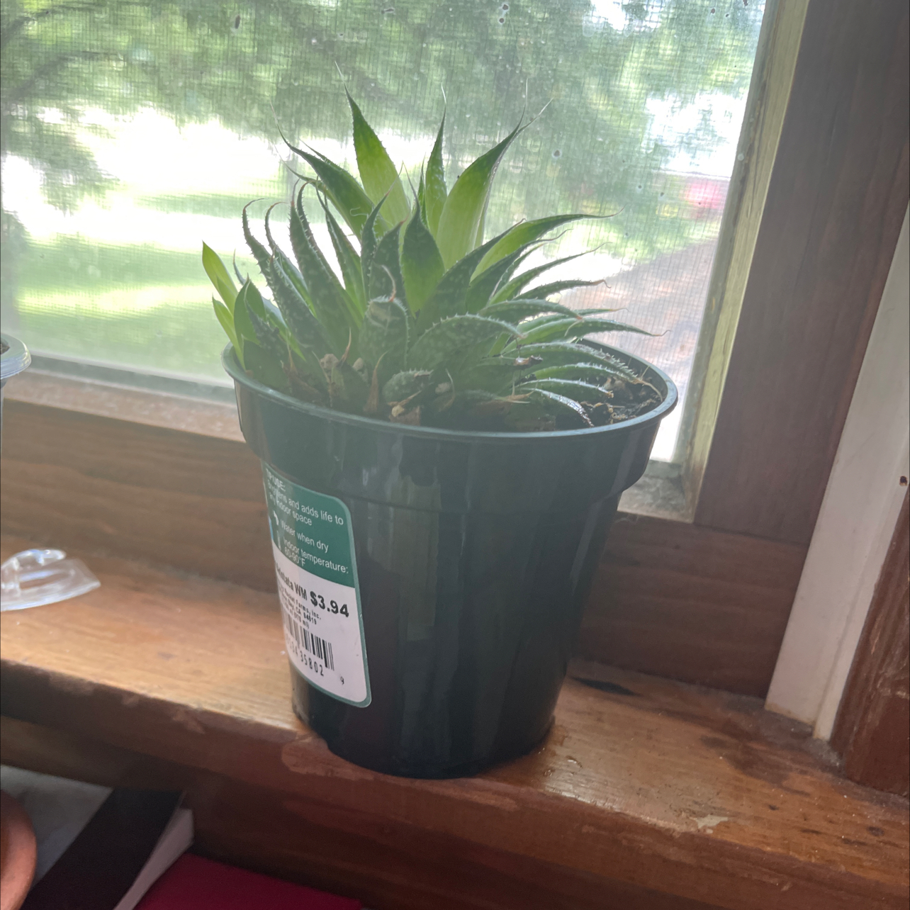 Zebra Plant plant photo by @Jilliansue2007 named Al on Greg, the plant care app.