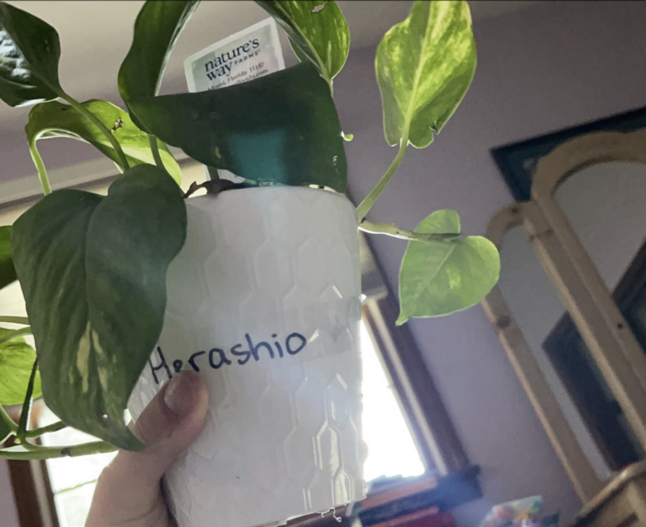 Taro Vine plant photo by @Jilliansue2007 named Herashio on Greg, the plant care app.