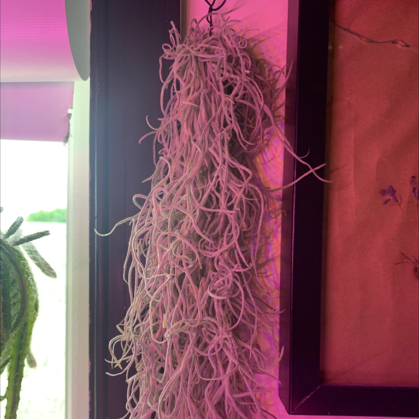 Hanging Spanish Moss plant indoors near a window.