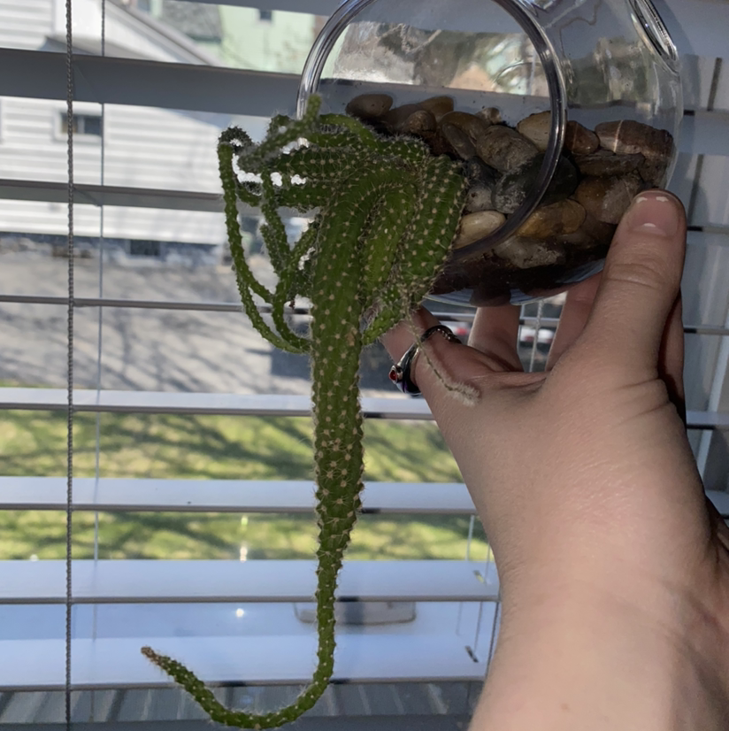 Dog Tail Cactus in a glass container with pebbles, held by a hand.