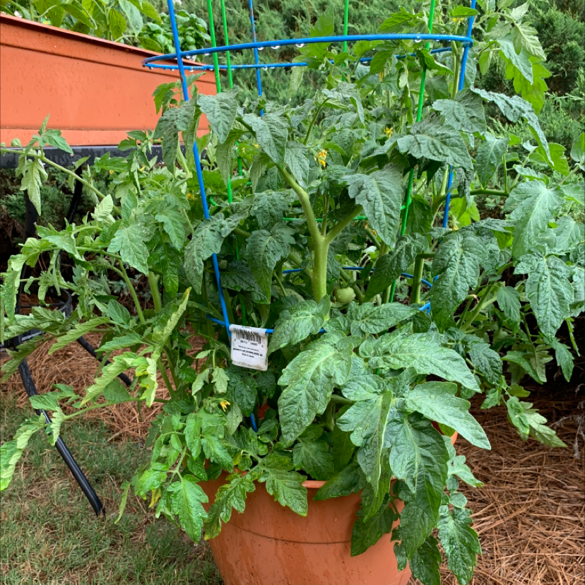 Tomato Plant plant photo by @missygardner named Tomatoes on Greg, the plant care app.