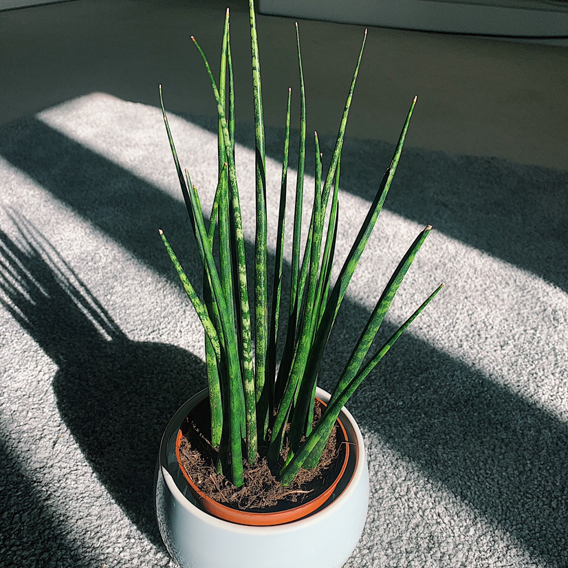 Cylindrical Snake Plant plant photo by @Bayley.KT named Vincent Van Grow on Greg, the plant care app.