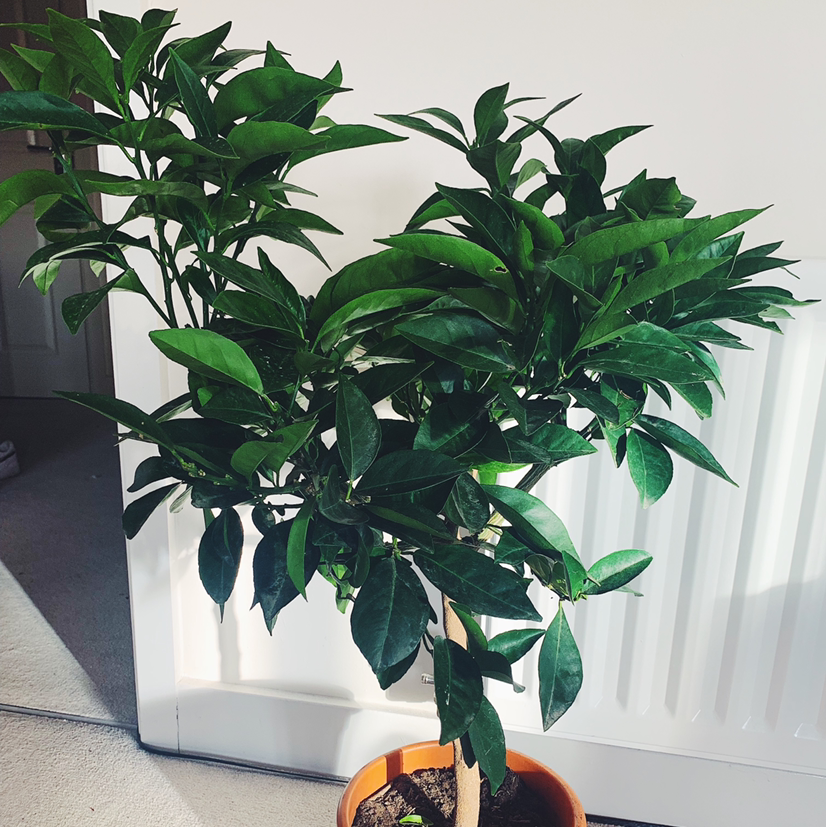 Photo of the plant species Orange Tree by @Bayley.KT named OJ on Greg, the plant care app