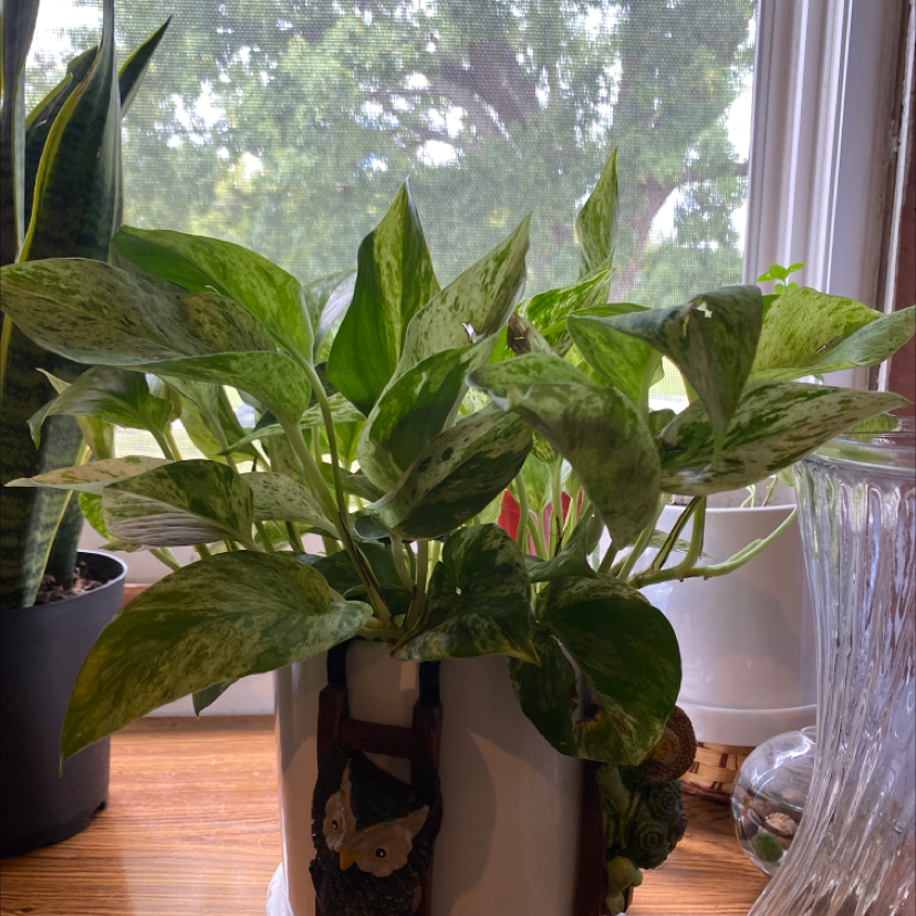 Photo of the plant species Epicattleya Rene Marques Tyler by Casey named Queen on Greg, the plant care app