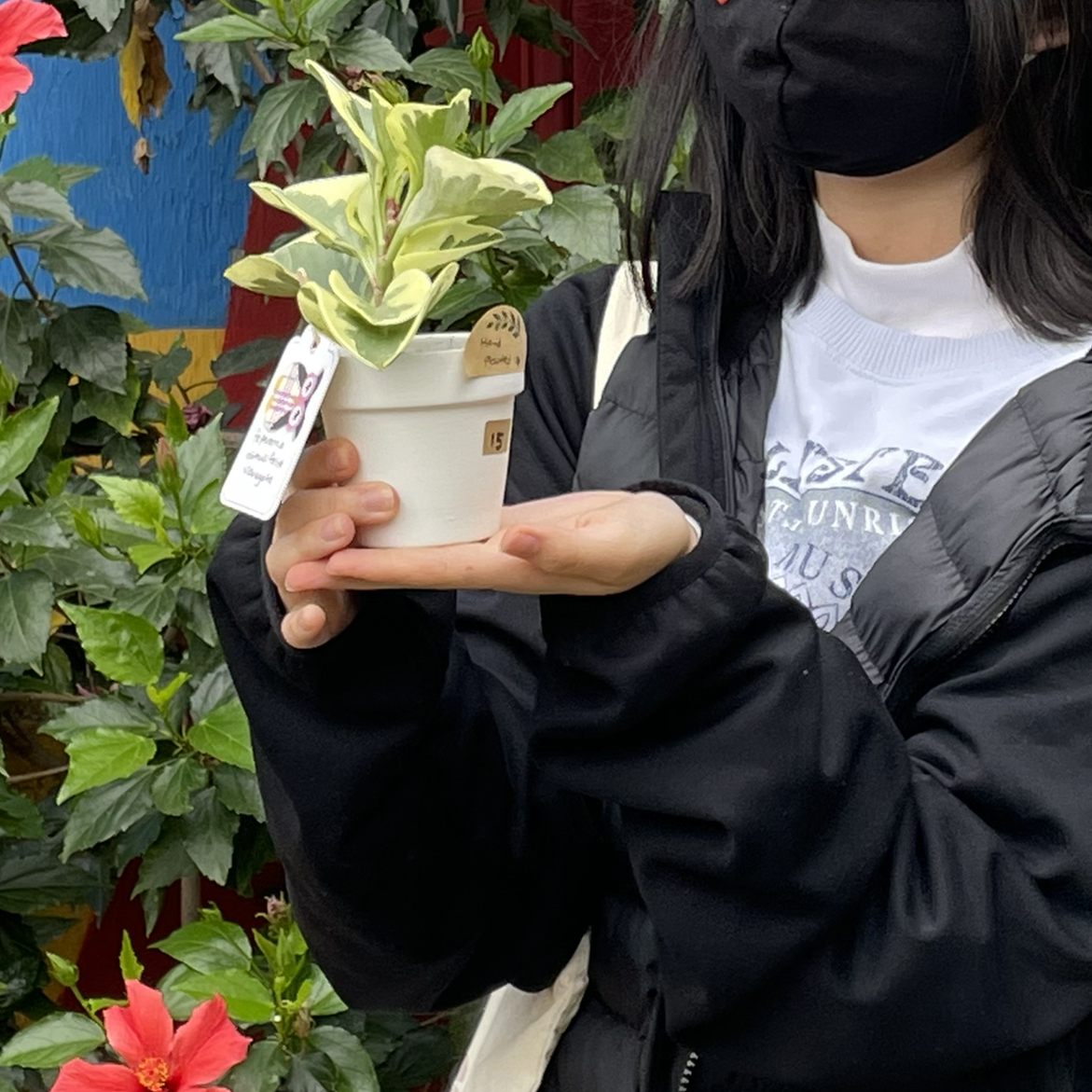 Person holding a healthy Jelly Peperomia plant in a white pot with variegated leaves.