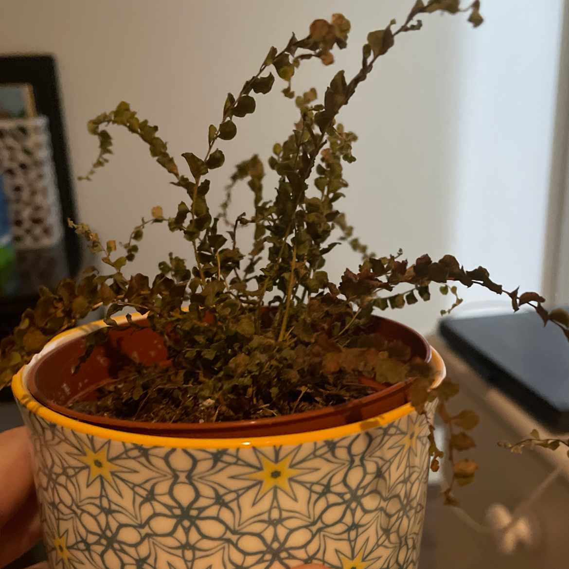 Photo of the plant species Creeping Snowberry by Emma named Achilles on Greg, the plant care app