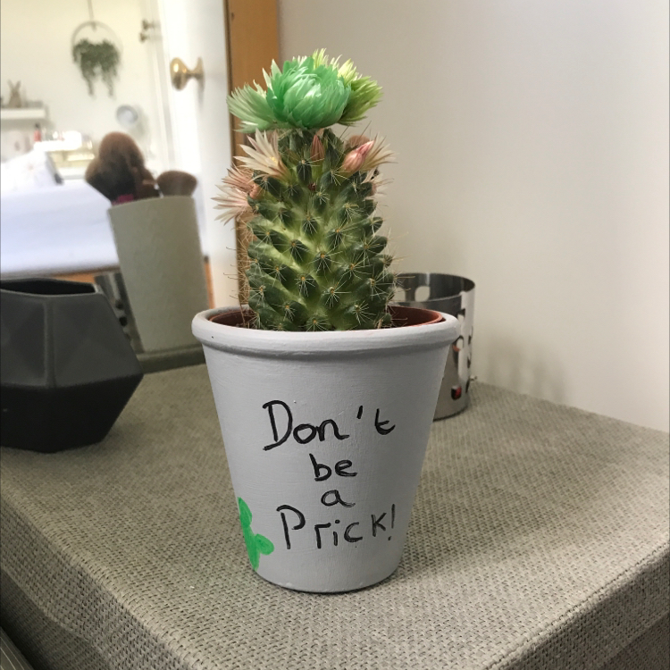 Photo of the plant species Mammillaria Formosa by @Suranne_carter named Prick on Greg, the plant care app
