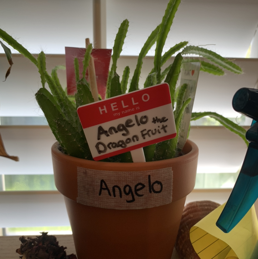 Dragonfruit plant photo by Renée named Angelo on Greg, the plant care app.