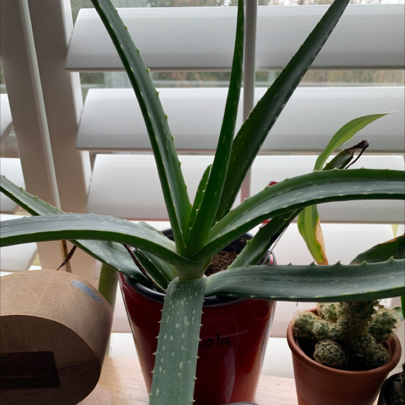 Aloe vera plant photo by Renée named Lola on Greg, the plant care app.