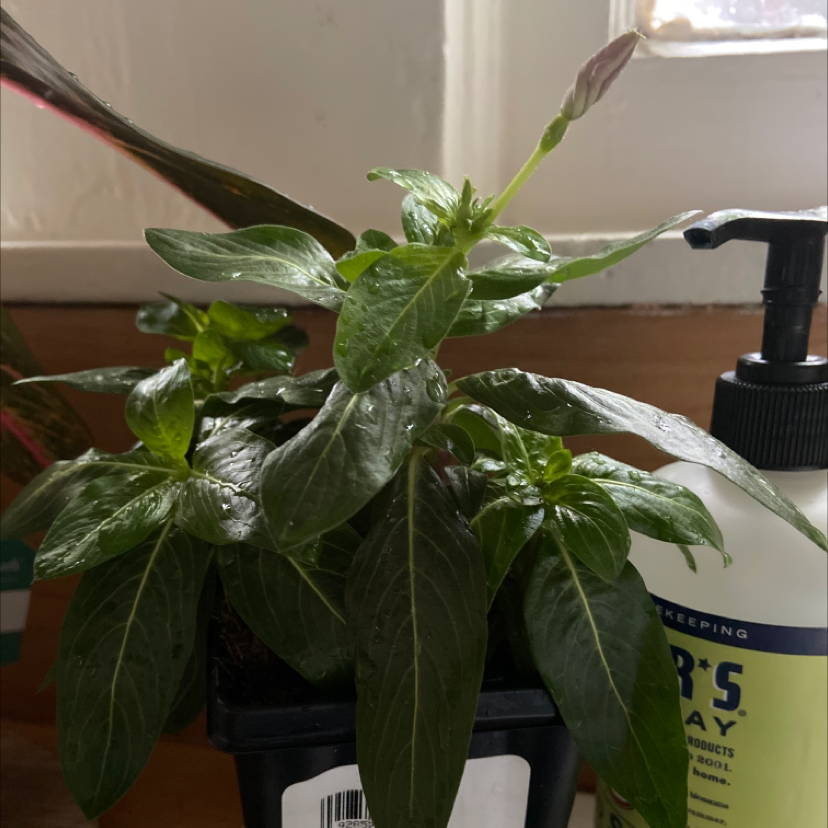 Potted Bright Eyes plant with healthy green leaves and a single bud.