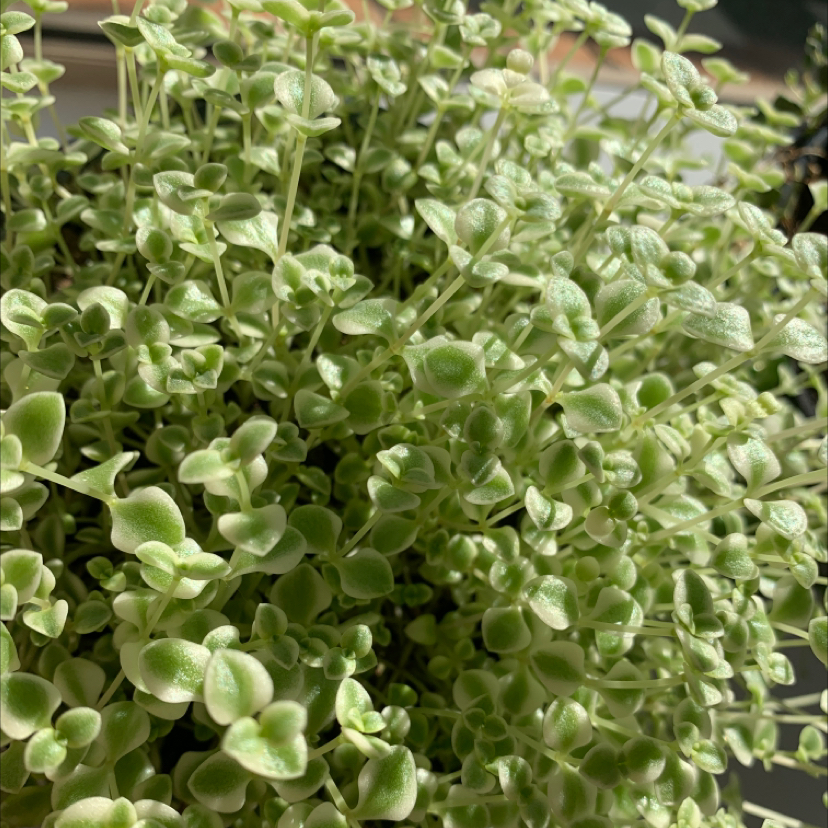 Closeup of a healthy, thriving Crassula Pellucida plant with dense, vibrant green and white variegated leaves.