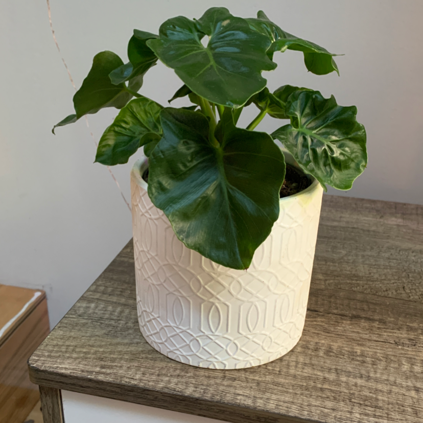 Photo of the plant species Philodendron 'Super Atom' by @cecilepie named Atom on Greg, the plant care app