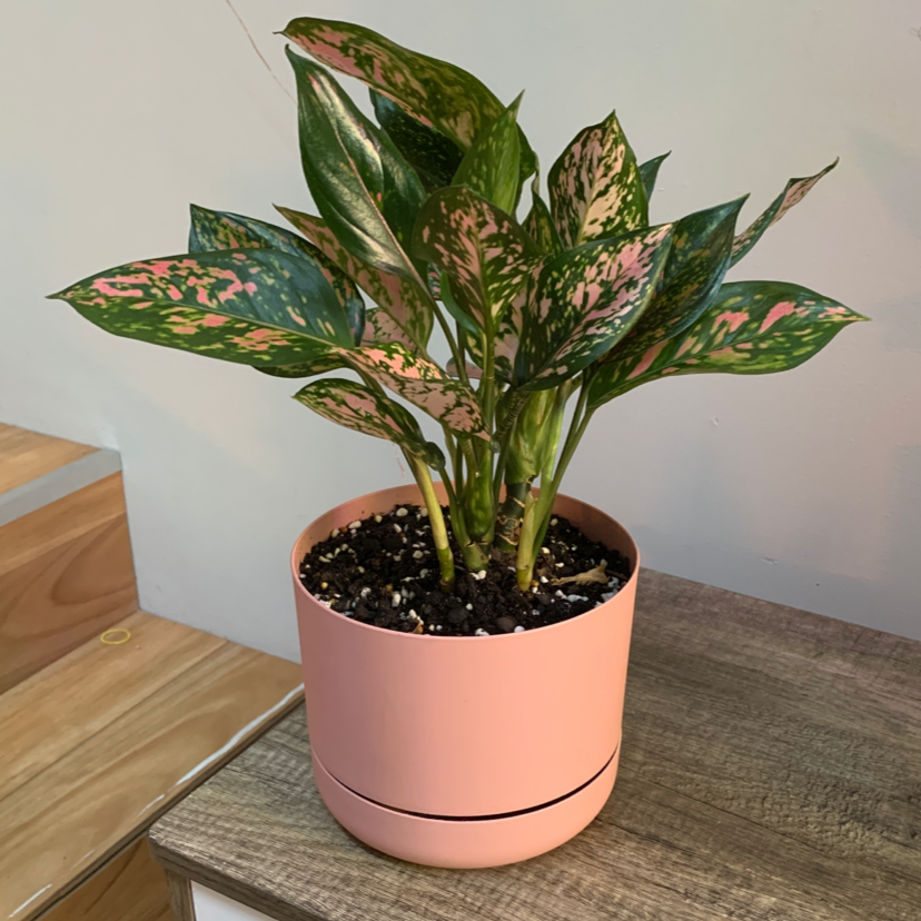 Photo of the plant species Chinese Evergreen Valentine by @cecilepie named Queenie on Greg, the plant care app