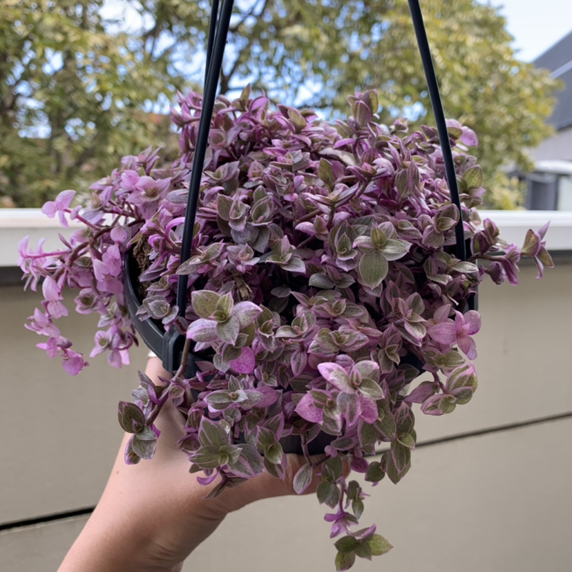 Hanging pot with a healthy Callisia Pink Panther plant, vibrant pink and green leaves.