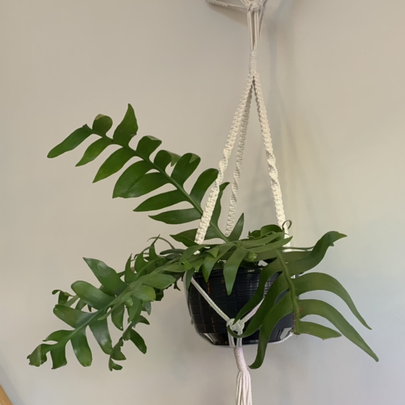 Fishbone Cactus in a hanging pot with vibrant green leaves.