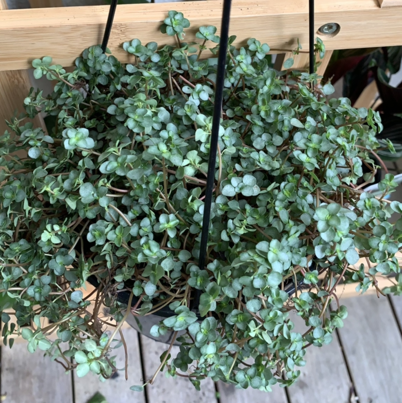 Hanging plant with small, round, green leaves. Species: Silver Spa.