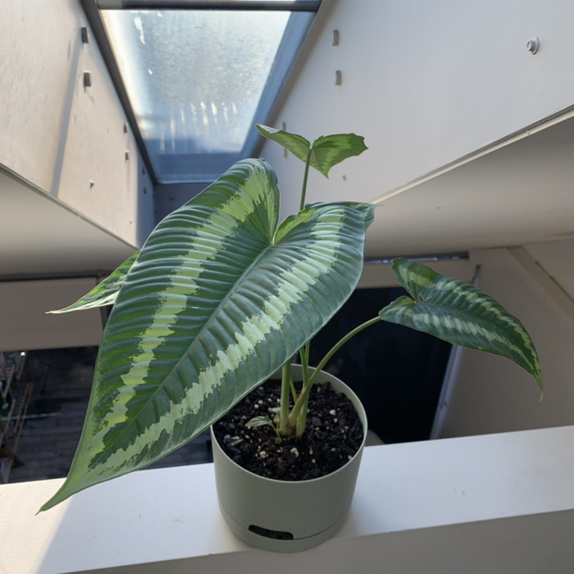 Potted Schismatoglottis wallichii plant with large, variegated leaves in a well-lit indoor setting.
