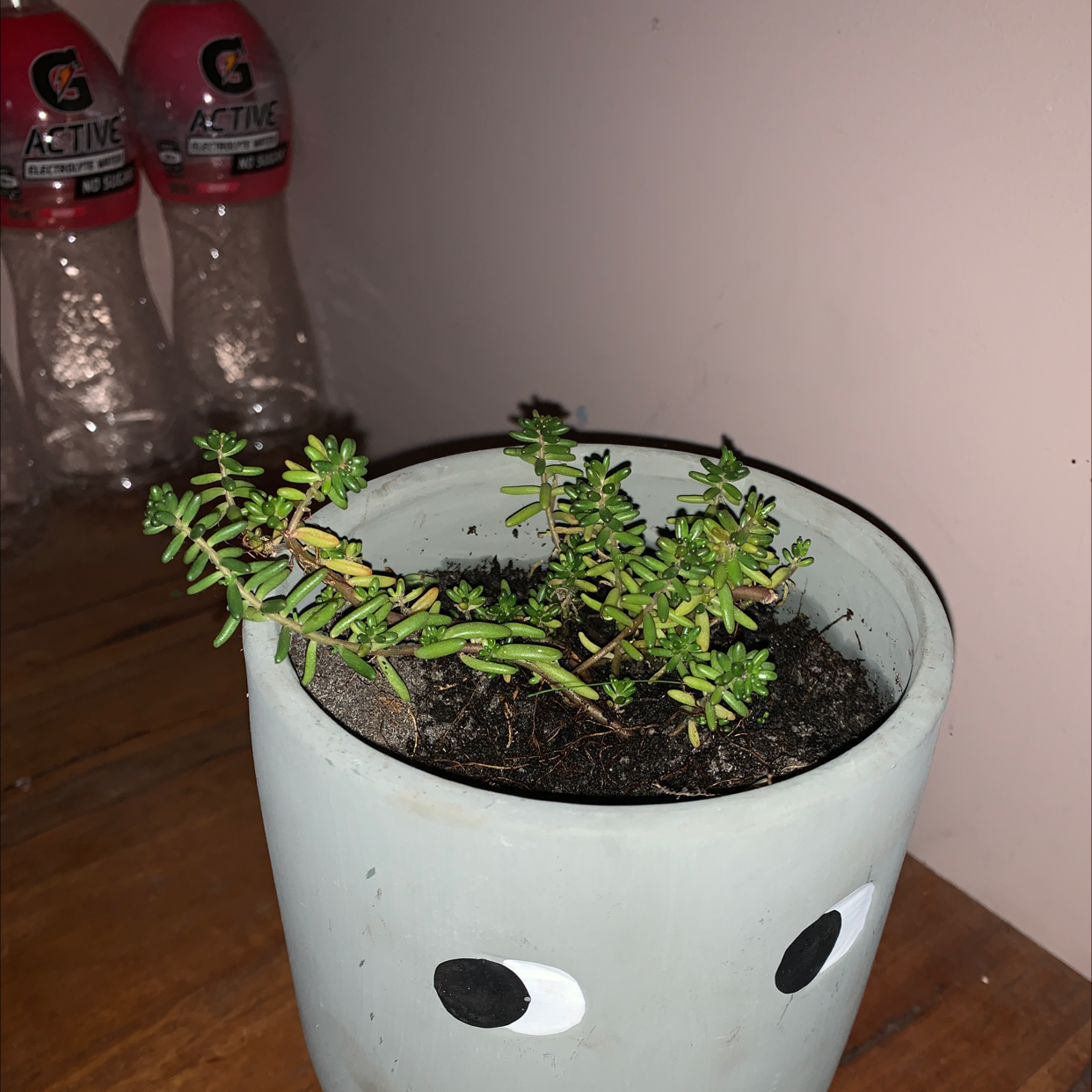 Close-up of a healthy Moss Rose Purselane plant in a white ceramic pot with eye-shaped cutouts. The plant has vibrant green leaves and the soil is visible.