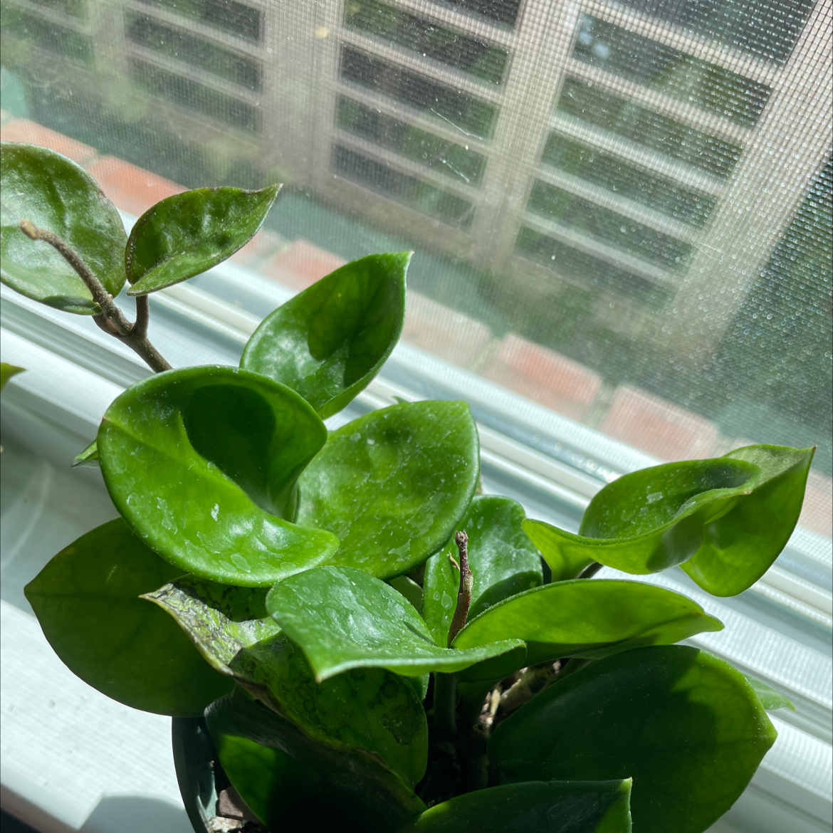Photo of the plant species Chelsea Hoya by @Stinaweeze named Luna on Greg, the plant care app
