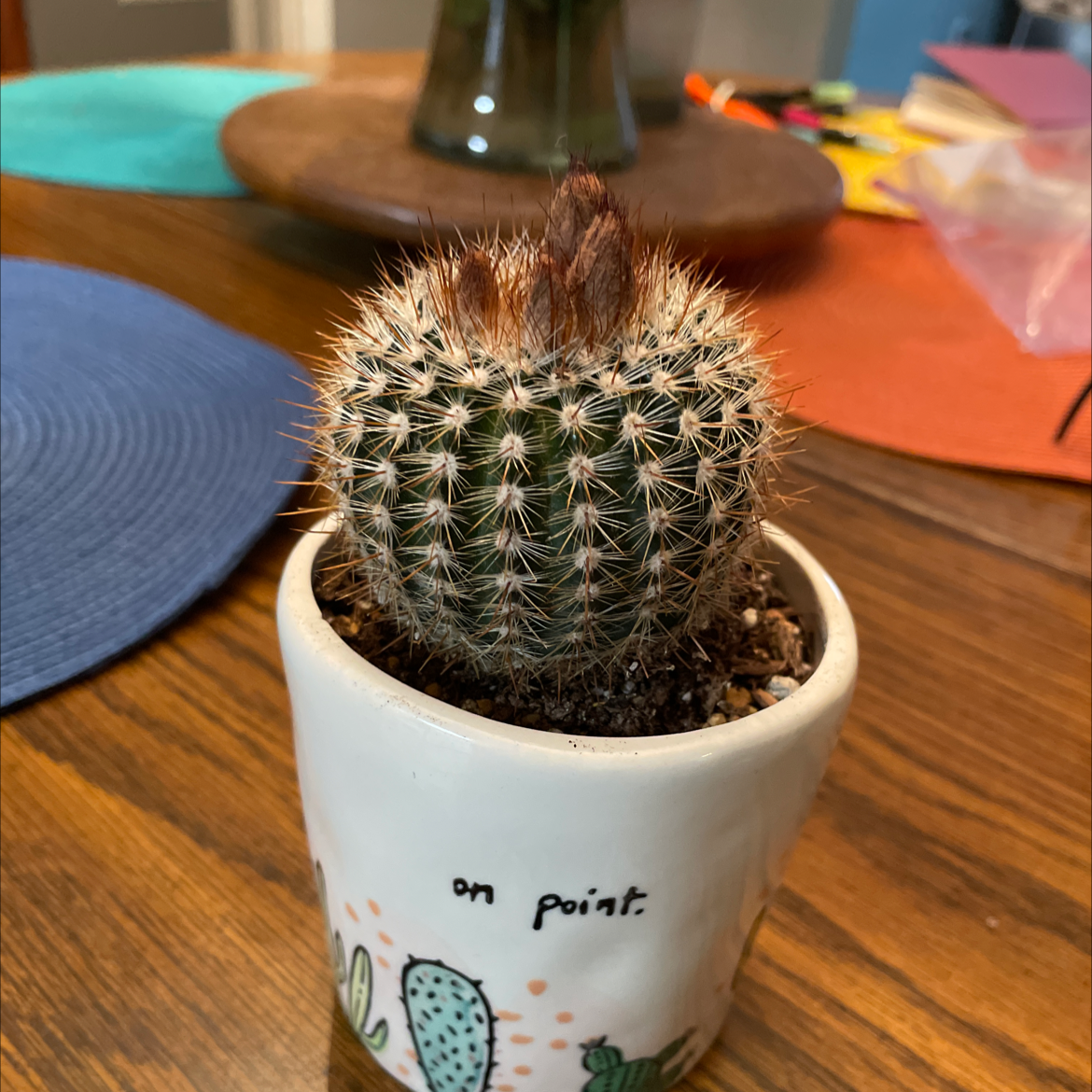 Photo of the plant species Parodia ottonis by @Stinaweeze named Bunny on Greg, the plant care app