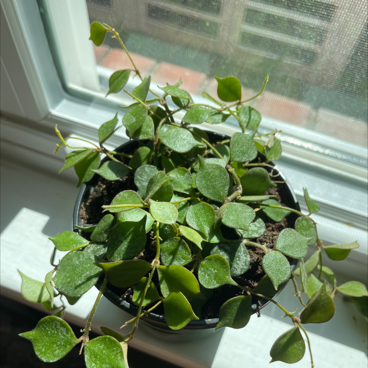 Photo of the plant species Fung Wax Flower by @Stinaweeze named Sola on Greg, the plant care app