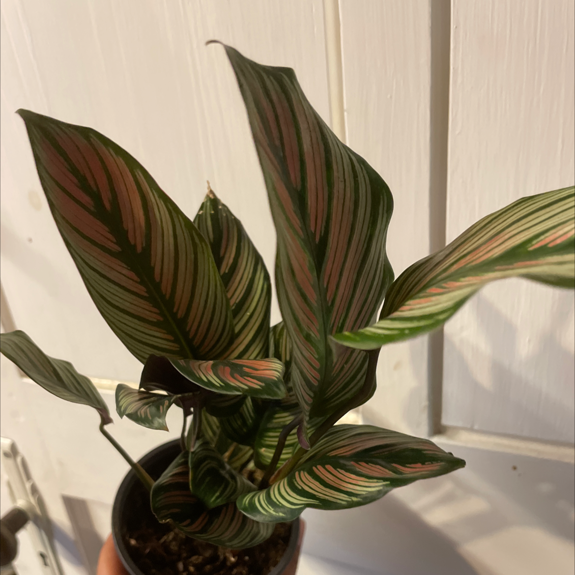 Calathea 'Beauty Star' plant photo by @Stinaweeze named Coké on Greg, the plant care app.