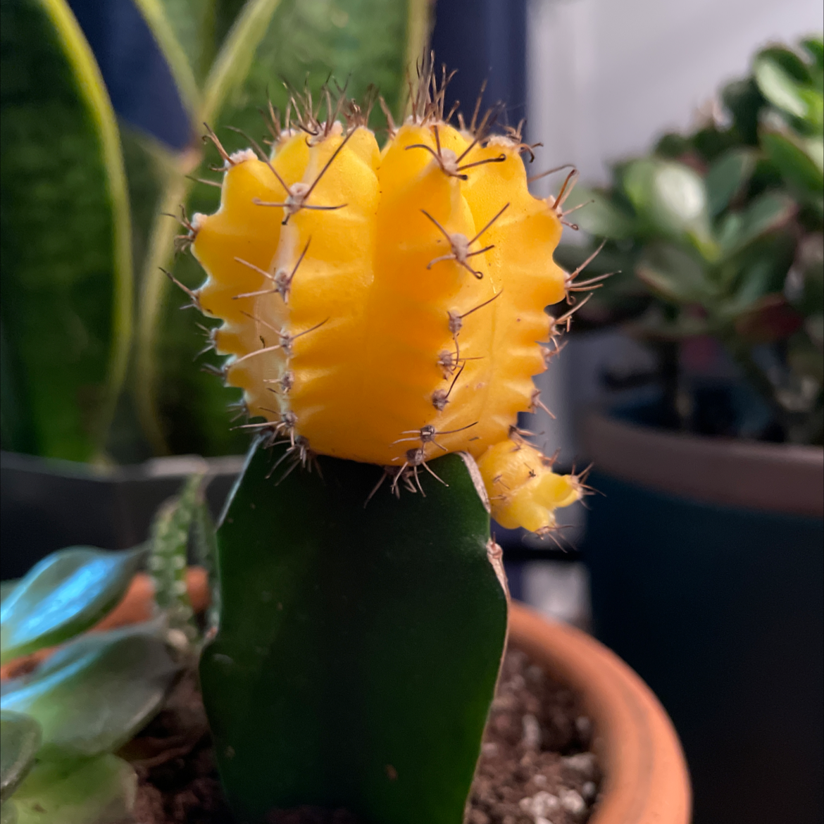 Photo of the plant species Moon Cactus by @Stinaweeze named Stego on Greg, the plant care app