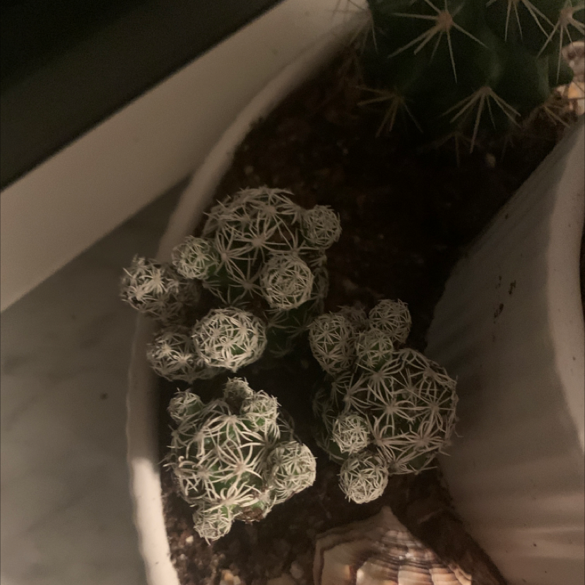 Photo of the plant species Tall Thimbleweed by @Boojma named Whitey on Greg, the plant care app