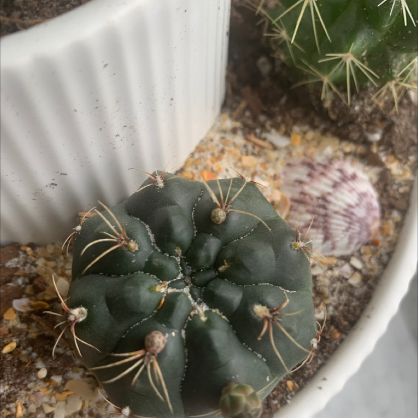 Turbinicarpus schmiedickeanus cactus in a pot with visible soil and no flowers.