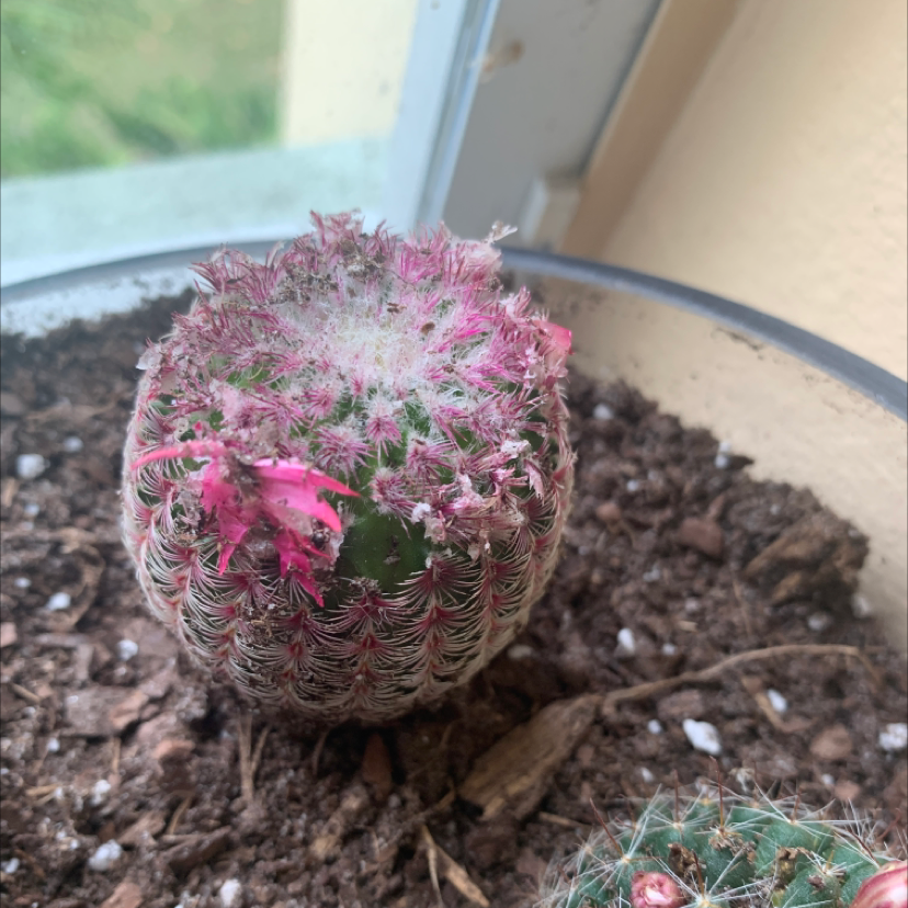 Comb Hedgehog Cactus in a pot near a window with some pinkish discoloration on top.