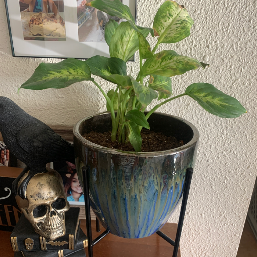 Thriving Dieffenbachia plant with large variegated green and white leaves in a blue ceramic pot.