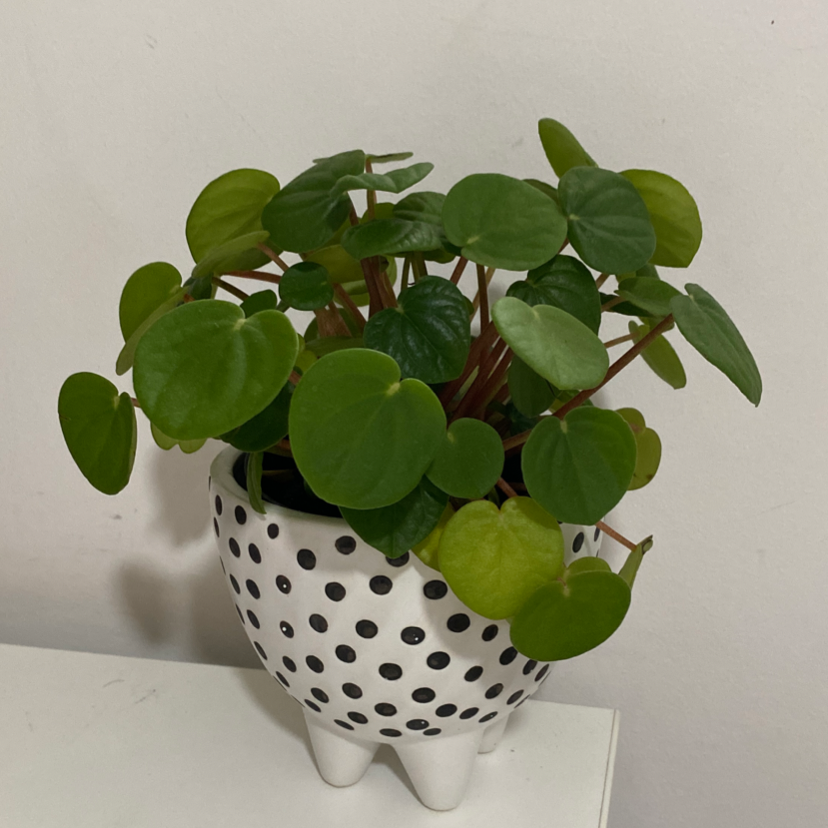 Healthy Rana Verde Peperomia plant in a decorative pot with vibrant green leaves.