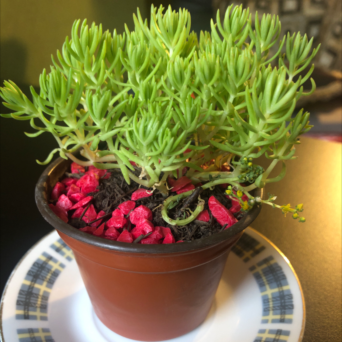 Photo of the plant species Jenny's Stonecrop by @NightWish named Jenny Hanniver on Greg, the plant care app