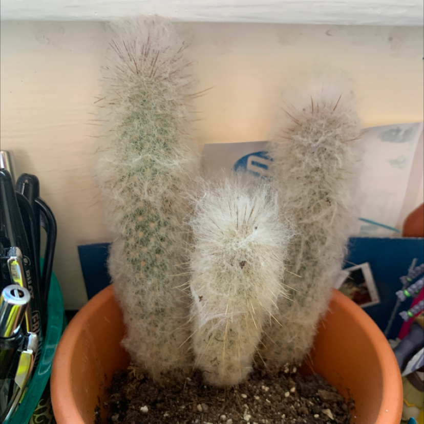 Old Man Cactus plant photo by @Jumpyhylian named Freddy on Greg, the plant care app.