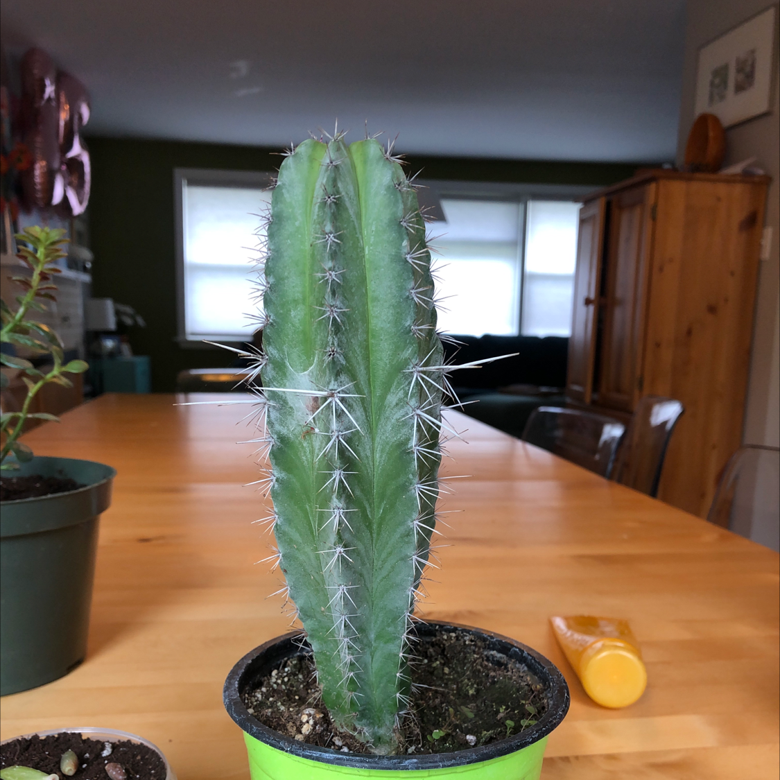 Polaskia chichipe cactus in a small pot on a wooden table indoors.