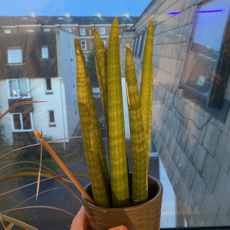 Cylindrical Snake Plant plant photo by @Yellow named Athena on Greg, the plant care app.
