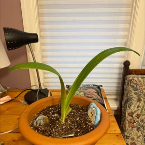 Barbosa Lily plant photo by Adhdplantcare named Surgery plant on Greg, the plant care app.