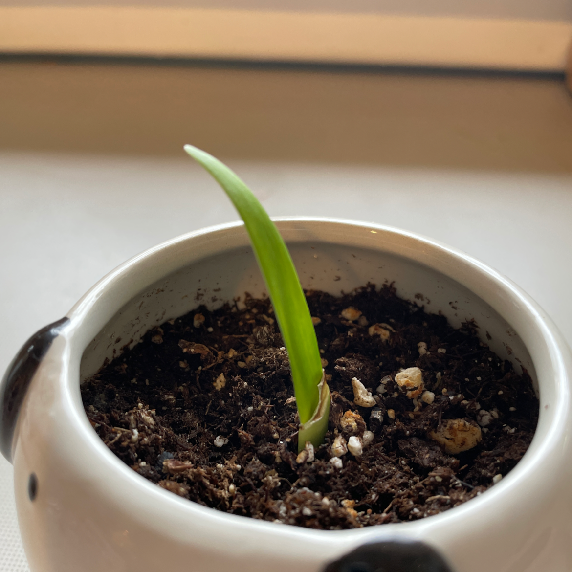 A young plant with a single green leaf in a small pot with visible soil.
