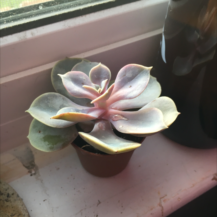 Echeveria Gibbiflora plant photo by @ven named Pixel on Greg, the plant care app.
