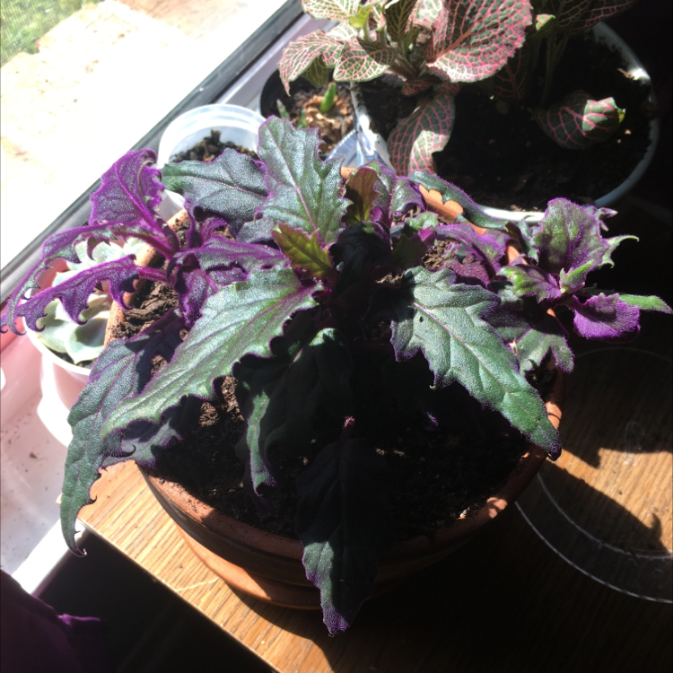 Photo of the plant species Purple Velvet Plant by @ven named Virgil on Greg, the plant care app