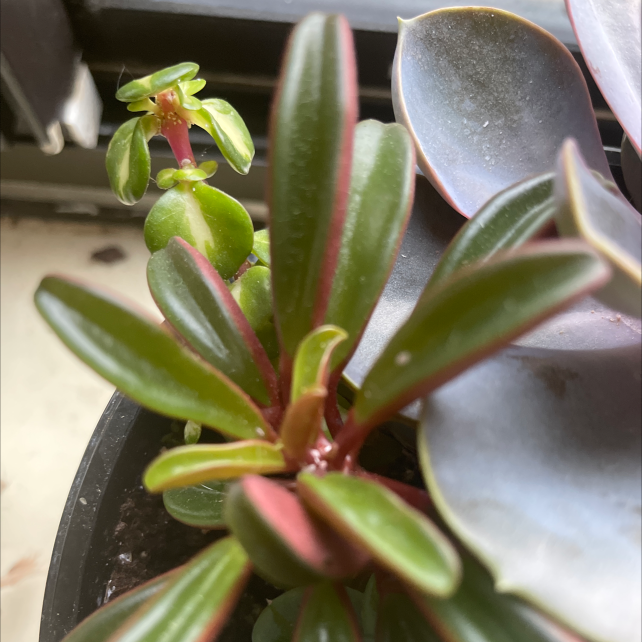 Close-up of a Painted Echeveria plant with healthy green leaves and red edges.