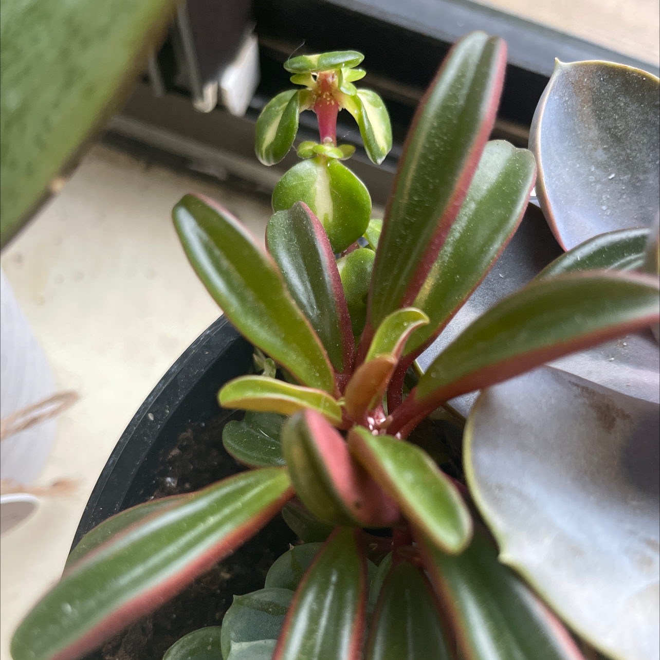 Painted Echeveria plant with healthy green leaves and red edges in a pot.