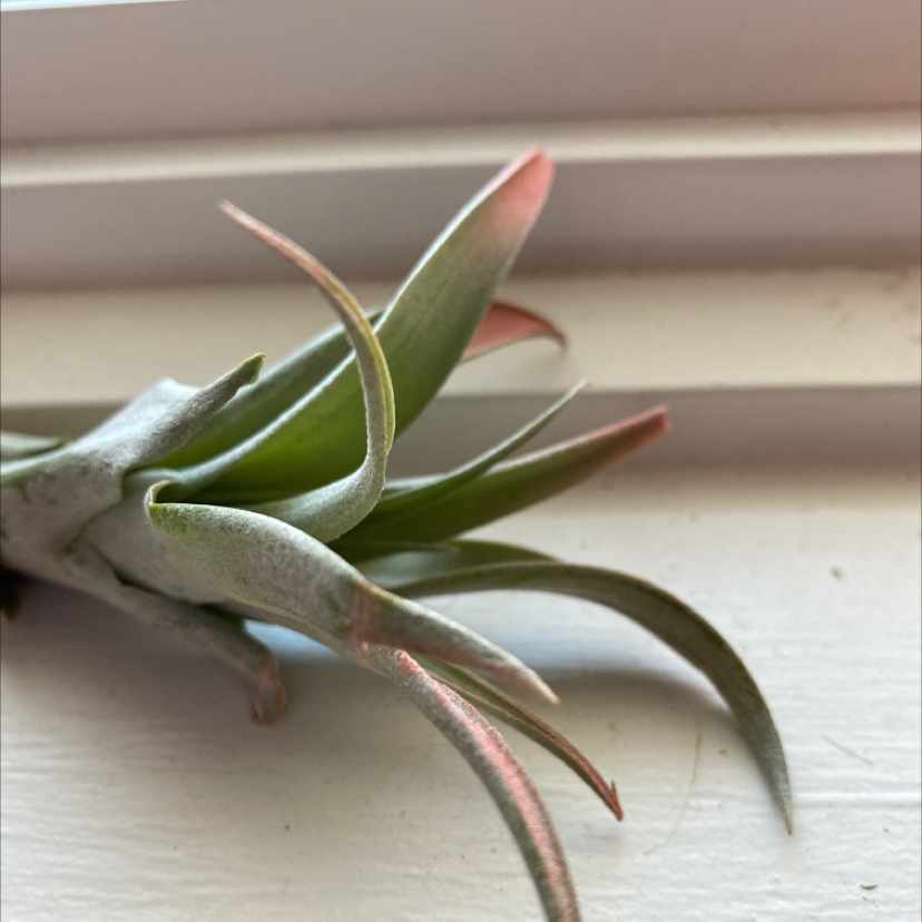 Photo of the plant species Spreading Airplant by @IamPogchamp named Wilby on Greg, the plant care app