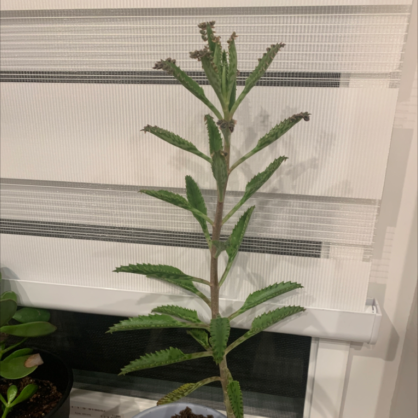 Healthy Mother of Millions plant with tall stem and many pointed green leaves, growing in an indoor setup with mesh shelving.