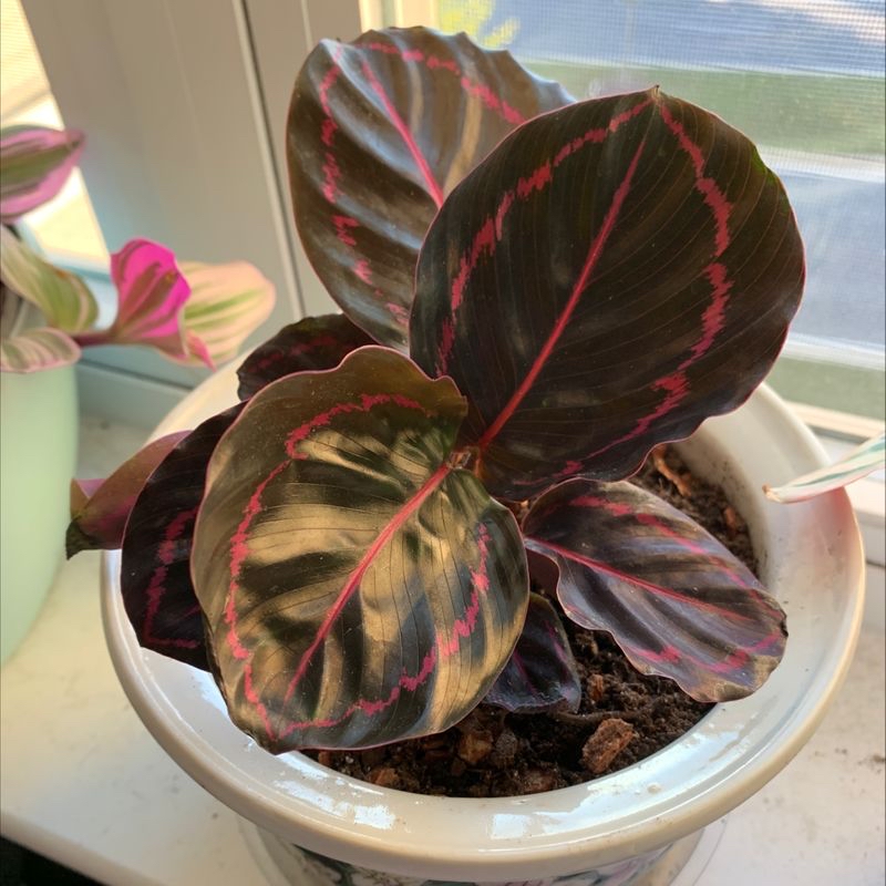 Potted Rose Calathea plant with pink and green striped leaves, minor yellowing on edges, in white ceramic pot with dry soil.